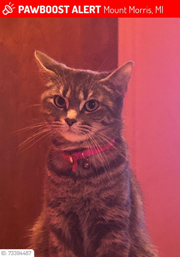 Lost Female Cat last seen april drive clio road, Mount Morris, MI 48458