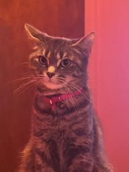 Lost Female Cat last seen april drive clio road, Mount Morris, MI 48458