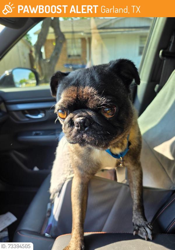 Found/Stray Male Dog last seen Mars Drive, Garland, TX 75040