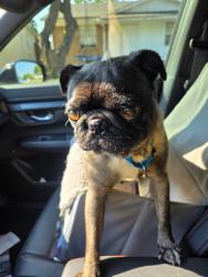Found/Stray Male Dog last seen Mars Drive, Garland, TX 75040
