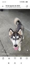 Lost Male Dog last seen linda way 40216, Louisville, KY 40216