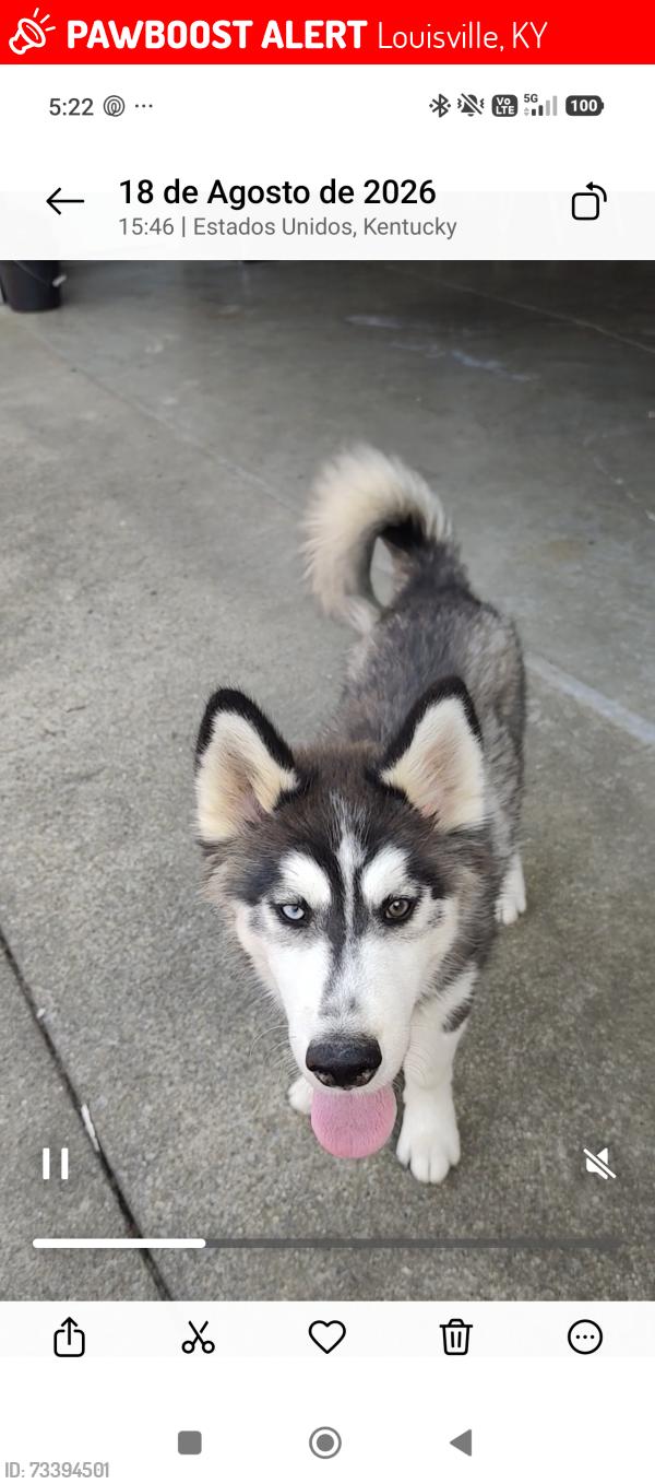 Lost Male Dog last seen linda way 40216, Louisville, KY 40216