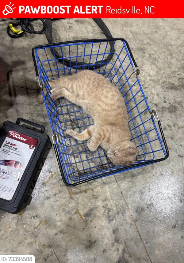 Lost Male Cat last seen Scalesville rd, Reidsville, NC 27320