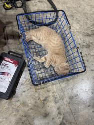 Lost Male Cat last seen Scalesville rd, Reidsville, NC 27320