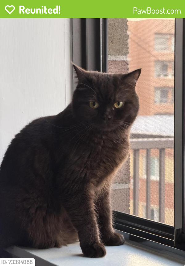 Reunited Male Cat last seen Sterling Street, Pawtucket, RI 02860