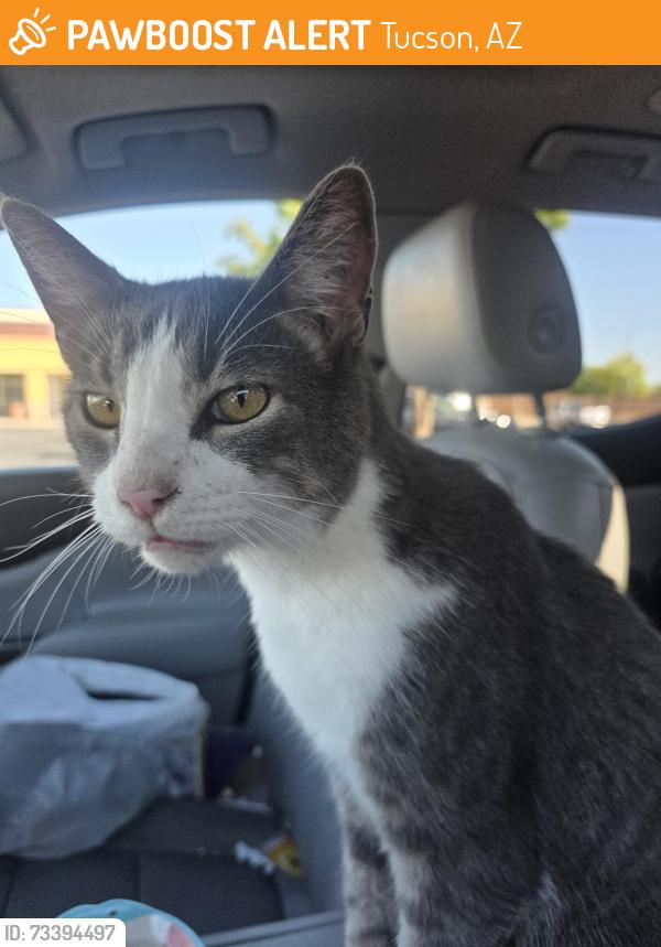 Found/Stray Unknown Cat last seen Very friendly with grey marking on all paws, Tucson, AZ 85710