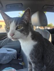 Found/Stray Unknown Cat last seen Very friendly with grey marking on all paws, Tucson, AZ 85710