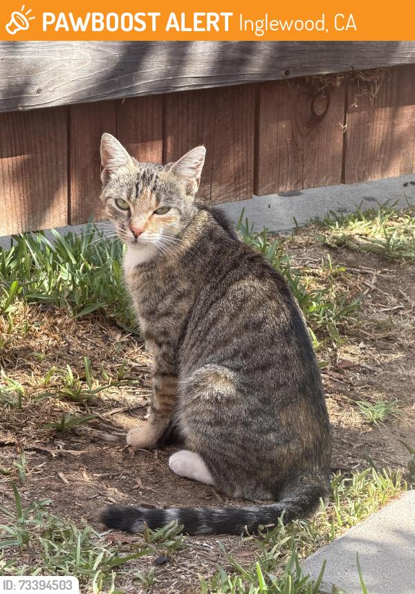 Found/Stray Female Cat last seen Edward Vincent Jr park/Centinela Park, Inglewood, CA 90302