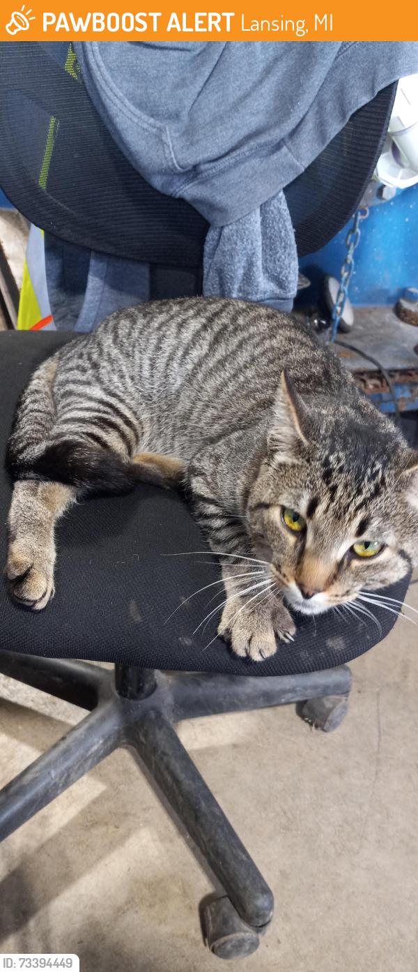Found/Stray Male Cat last seen Near Aurelius rd, Lansing, MI 48911