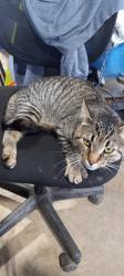 Found/Stray Male Cat last seen Near Aurelius rd, Lansing, MI 48911