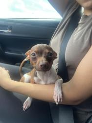 Found/Stray Male Dog last seen Jones malstberger and pinewood, San Antonio, TX 78232