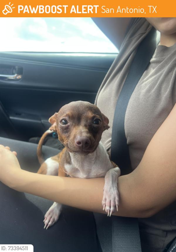 Found/Stray Male Dog last seen Jones malstberger and pinewood, San Antonio, TX 78232