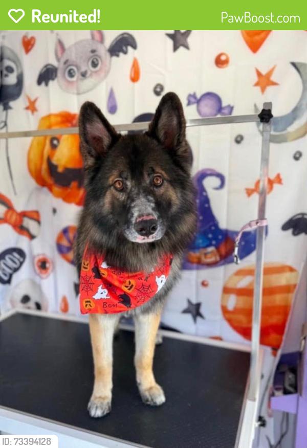 Reunited Male Dog last seen Deep Creek Road and Juniper Road Apple Valley, Apple Valley, CA 92308