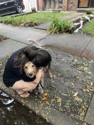 Reunited Male Dog last seen He was last seen running up the entrance to the freeway, Chicago, IL 60616