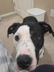 Lost Female Dog last seen Stallings, Taylors, SC 29687