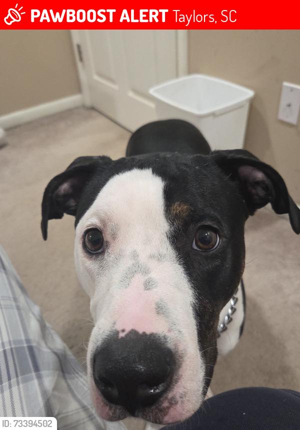 Lost Female Dog last seen Stallings, Taylors, SC 29687
