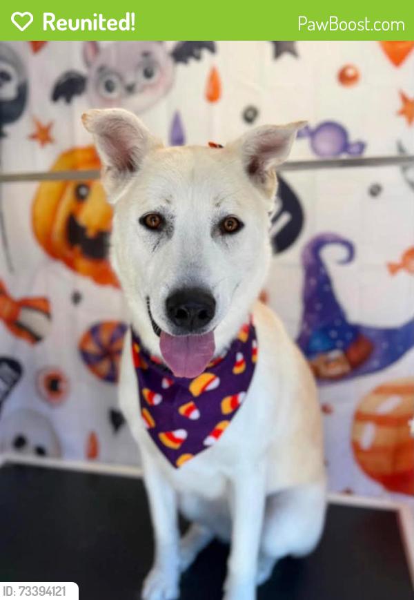Reunited Female Dog last seen Deep creek road and Juniper Rd, Apple Valley, CA 92308