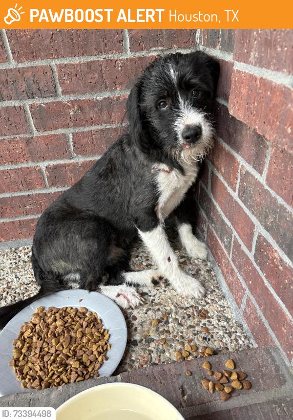 Found/Stray Female Dog last seen FM1960 and Champions Drive, Houston, TX 77069