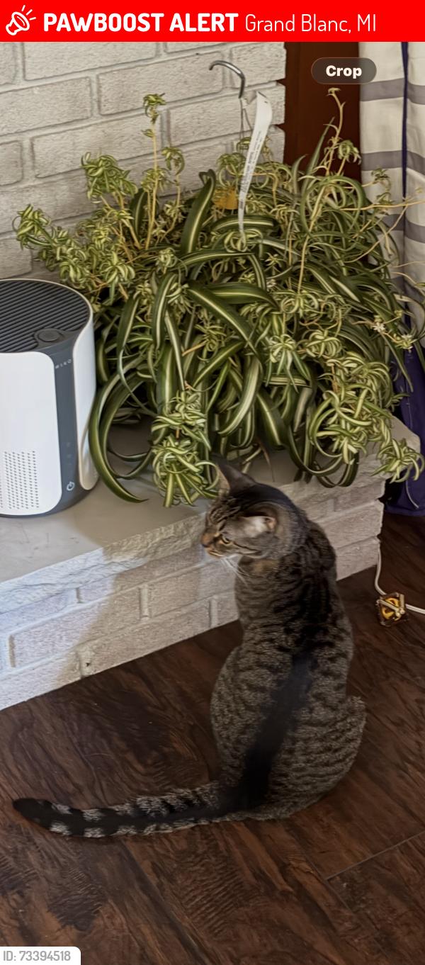 Lost Male Cat last seen Huntington road/ Reid road/ grand blanc road, Grand Blanc, MI 48439