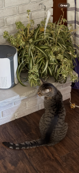 Lost Male Cat last seen Huntington road/ Reid road/ grand blanc road, Grand Blanc, MI 48439