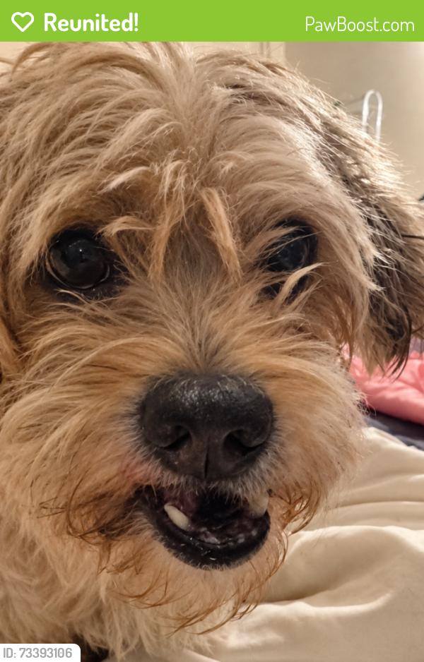 Reunited Male Dog last seen Knott & Lincoln, apmts near Public Storage, Anaheim, CA 92804