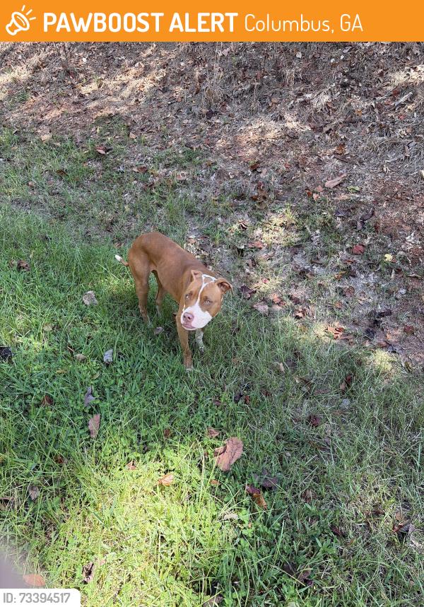Found/Stray Male Dog last seen fall line trace by flt rock park, Columbus, GA 31909
