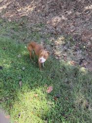 Found/Stray Male Dog last seen fall line trace by flt rock park, Columbus, GA 31909