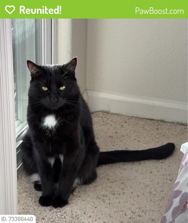Reunited Male Cat last seen Franklin st off of Ocean st, Santa Cruz, CA 95060