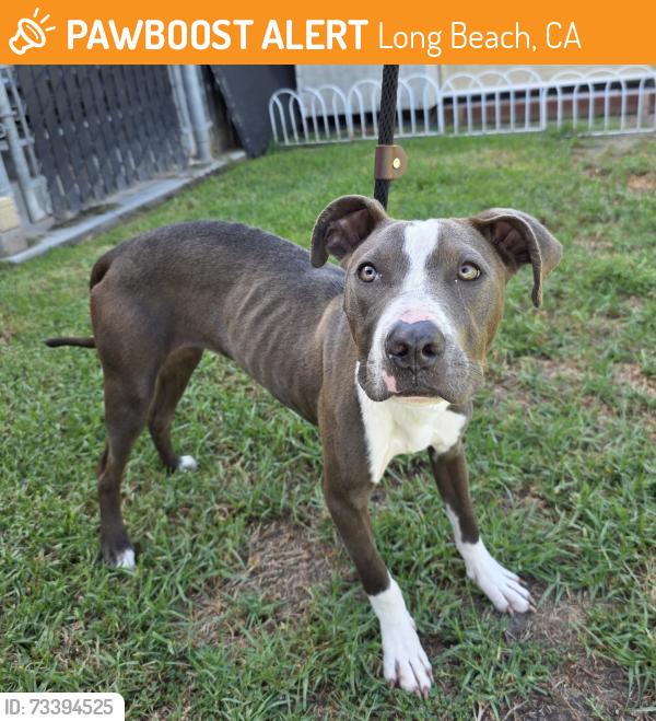 Found/Stray Female Dog last seen silverado park 1545 W 31st St, Long Beach, CA 90810, Long Beach, CA 90810