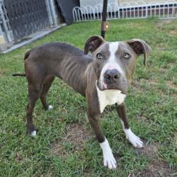 Found/Stray Female Dog last seen silverado park 1545 W 31st St, Long Beach, CA 90810, Long Beach, CA 90810