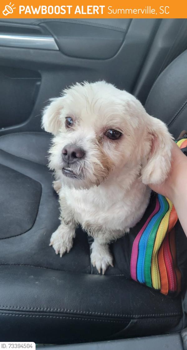 Found/Stray Female Dog last seen N. Main St between Kate Ln and Advanced Auto Partd, Summerville, SC 29486
