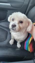 Found/Stray Female Dog last seen N. Main St between Kate Ln and Advanced Auto Partd, Summerville, SC 29486