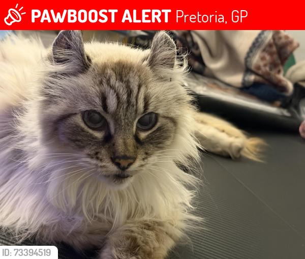 Lost Female Cat last seen Matlabas ave & Miriana St, Pretoria, GP 0066