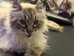Lost Female Cat last seen Matlabas ave & Miriana St, Pretoria, GP 0066