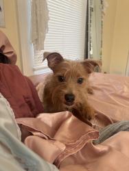 Found/Stray Male Dog last seen Hawthorne Road, Winston-Salem, NC 27103