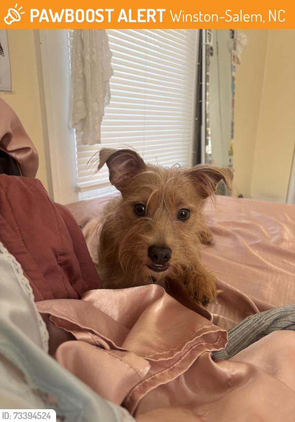 Found/Stray Male Dog last seen Hawthorne Road, Winston-Salem, NC 27103