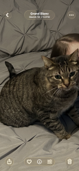 Lost Male Cat last seen Grand blanc road/ grand oak, Grand Blanc, MI 48439