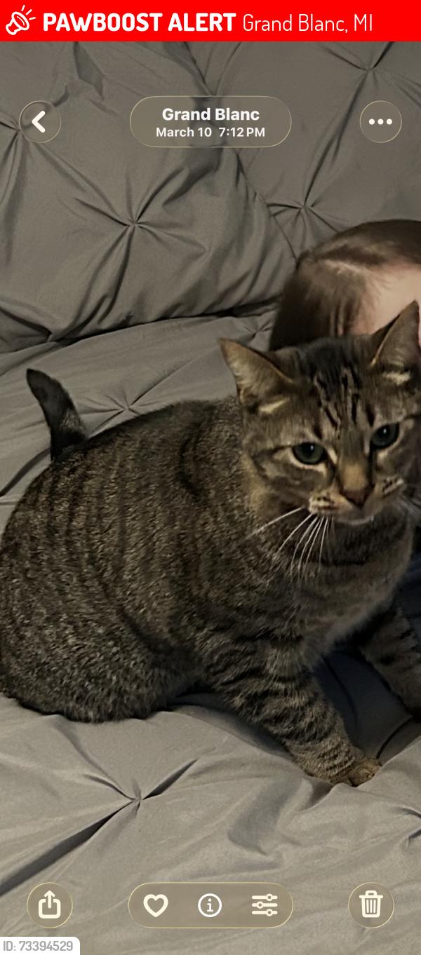 Lost Male Cat last seen Grand blanc road/ grand oak, Grand Blanc, MI 48439