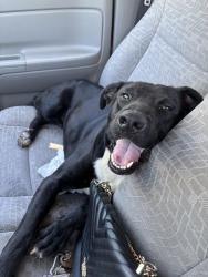 Found/Stray Male Dog last seen near jim allen elementary, and iron horse stables, Cantonment, FL 32533