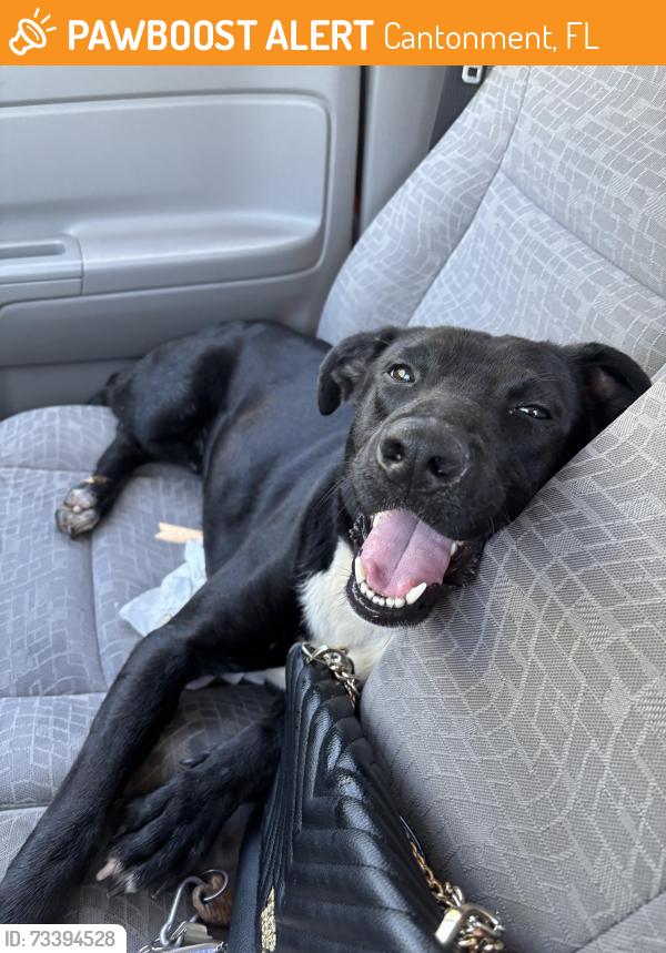 Found/Stray Male Dog last seen near jim allen elementary, and iron horse stables, Cantonment, FL 32533