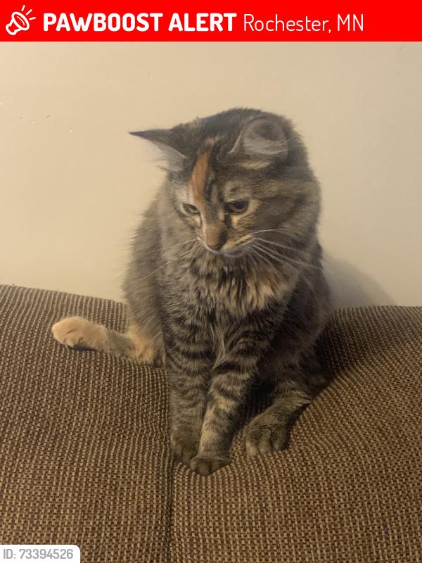 Lost Female Cat last seen 7th street nw, Rochester, MN 55901