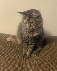 Lost Female Cat last seen 7th street nw, Rochester, MN 55901