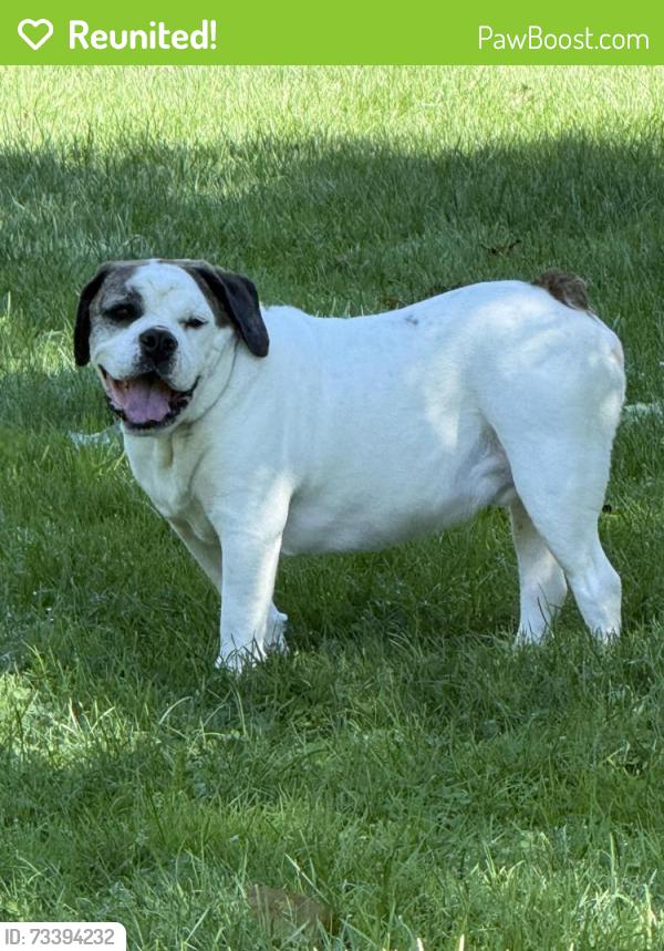 Reunited Male Dog last seen Shady Avenue and Monitor, Pittsburgh, PA 15217