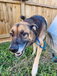 Found/Stray Male Dog last seen Farney Elementary on Barkercypress, Cypress, TX 77429