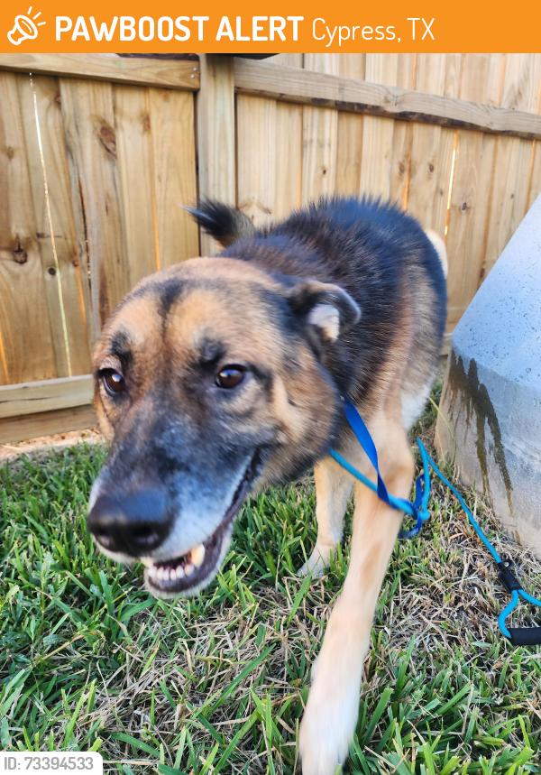 Found/Stray Male Dog last seen Farney Elementary on Barkercypress, Cypress, TX 77429