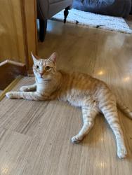Lost Male Cat last seen Roosevelt Way NE and NE 123rd St, Seattle, WA 98125