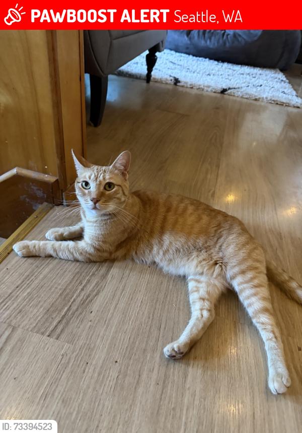 Lost Male Cat last seen Roosevelt Way NE and NE 123rd St, Seattle, WA 98125