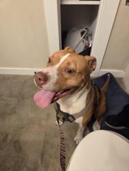 Reunited Female Dog last seen Everhart and williams , sams club, Corpus Christi, TX 78401