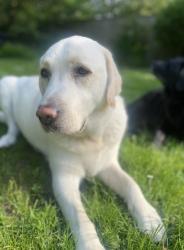 Lost Male Dog last seen Waterlooville, Hampshire, England PO7 7PD