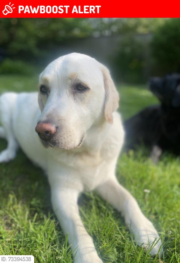 Lost Male Dog last seen Waterlooville, Hampshire, England PO7 7PD